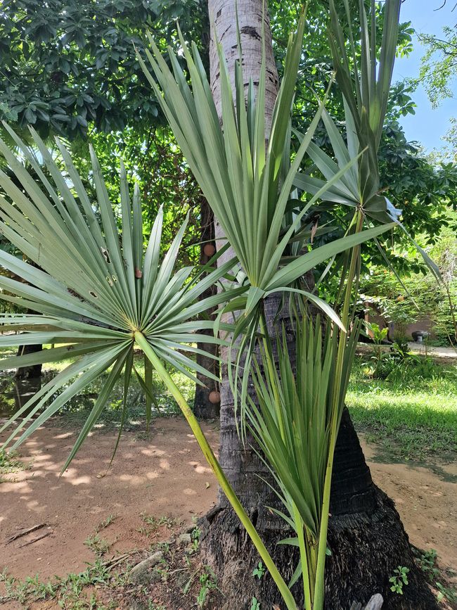 Töten mit den spitzen, scharfen Blättern der Palme. Menschen, die damit die Kehle aufgeschnitten bekommen, können keinen Laut mehr von sich geben. 