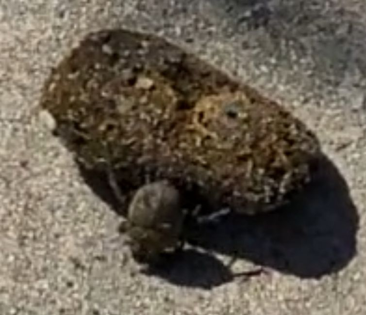 Fleißiger Käfer