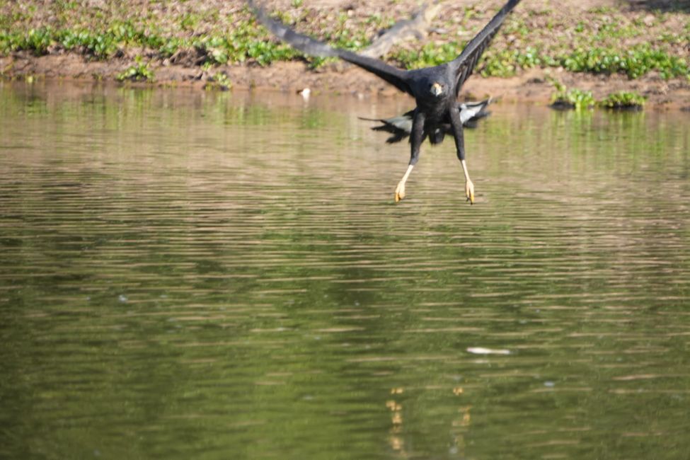 Excursión en barco en el Pantanal
