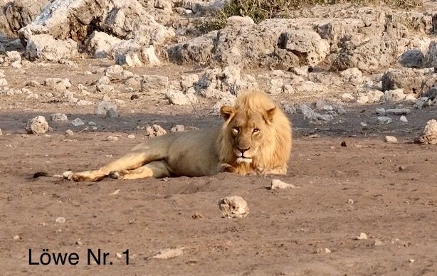 Etosha - Día de los Gatos