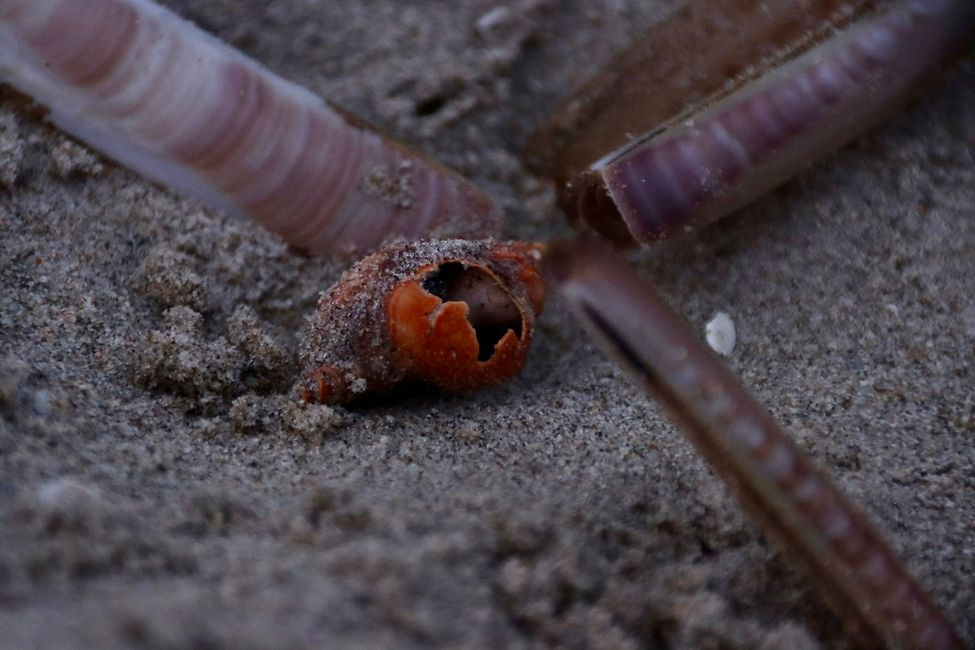 Strandkunst Schnecke