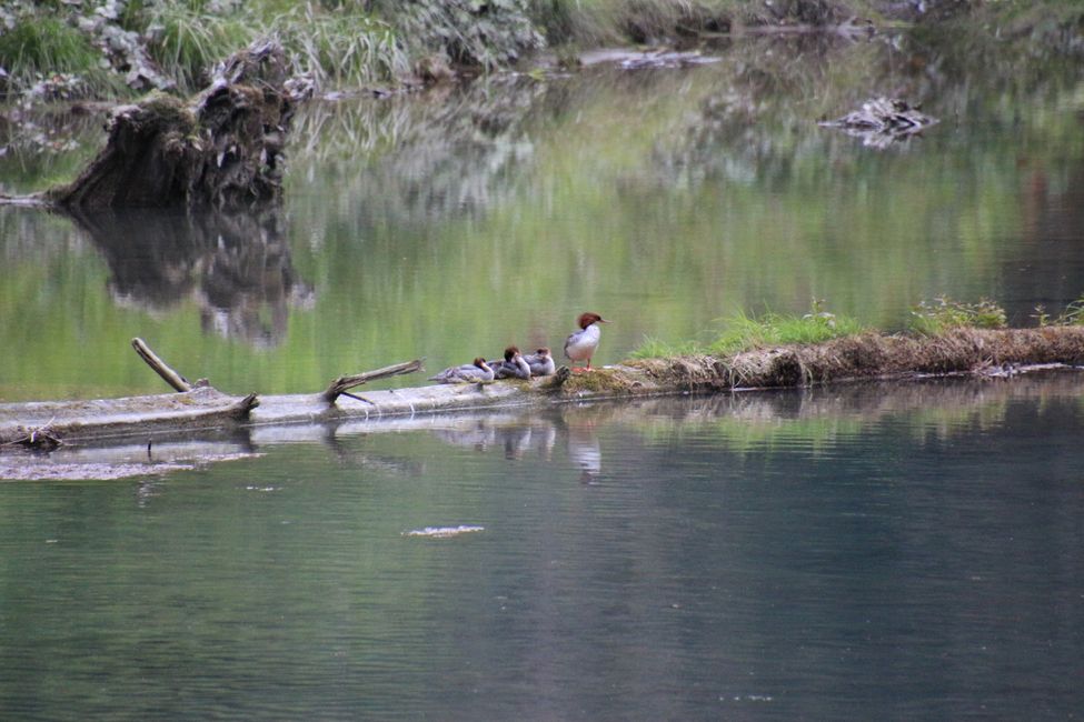 Tag 15: Stewart/Hyder - Grizzlies & (k)ein Salmon Glacier