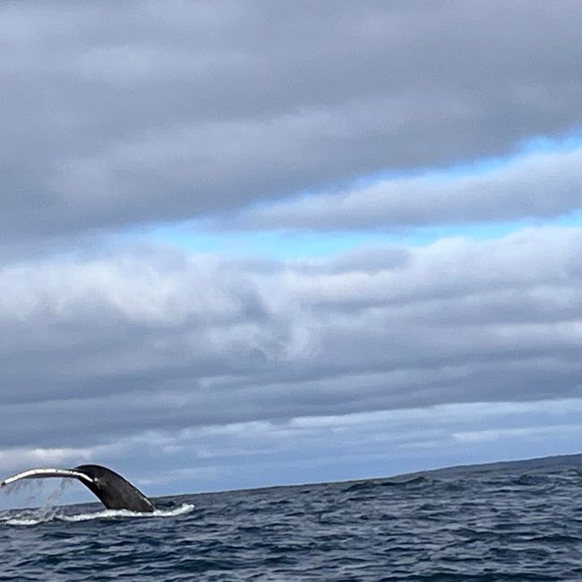 Whale Watching Husavik