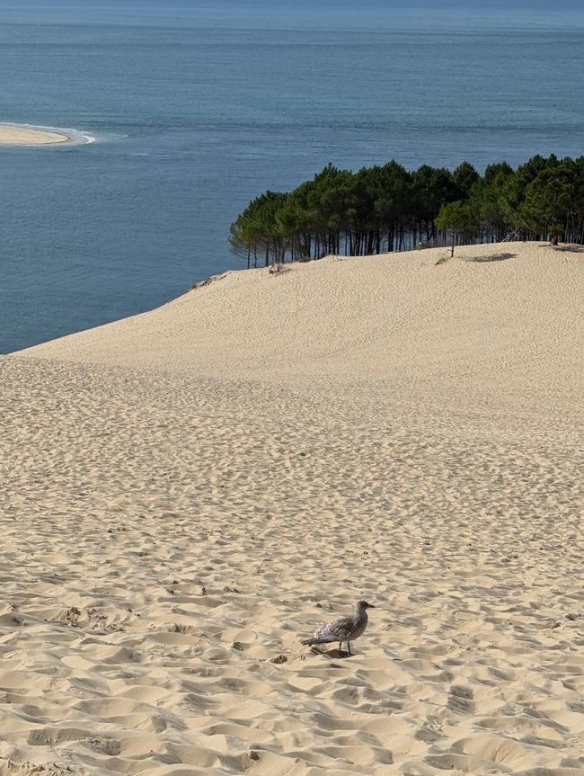 Destination: Arcachon