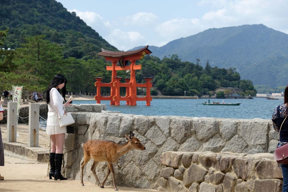 Of course we also visit the most famous orange Shinto gate (in front of the island of Miyajima), although it is not easy to take a photo without deer here.