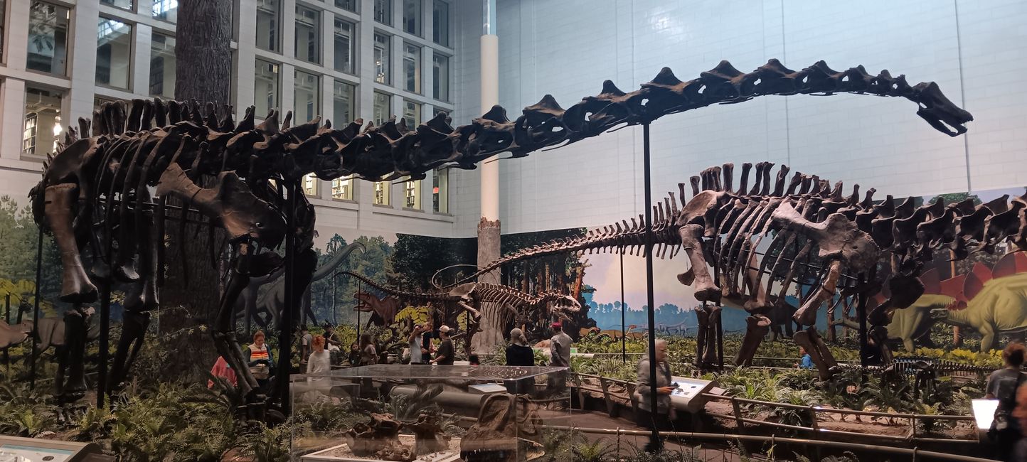 Museum of Natural History I