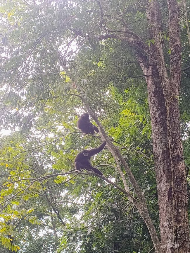 Gibbons