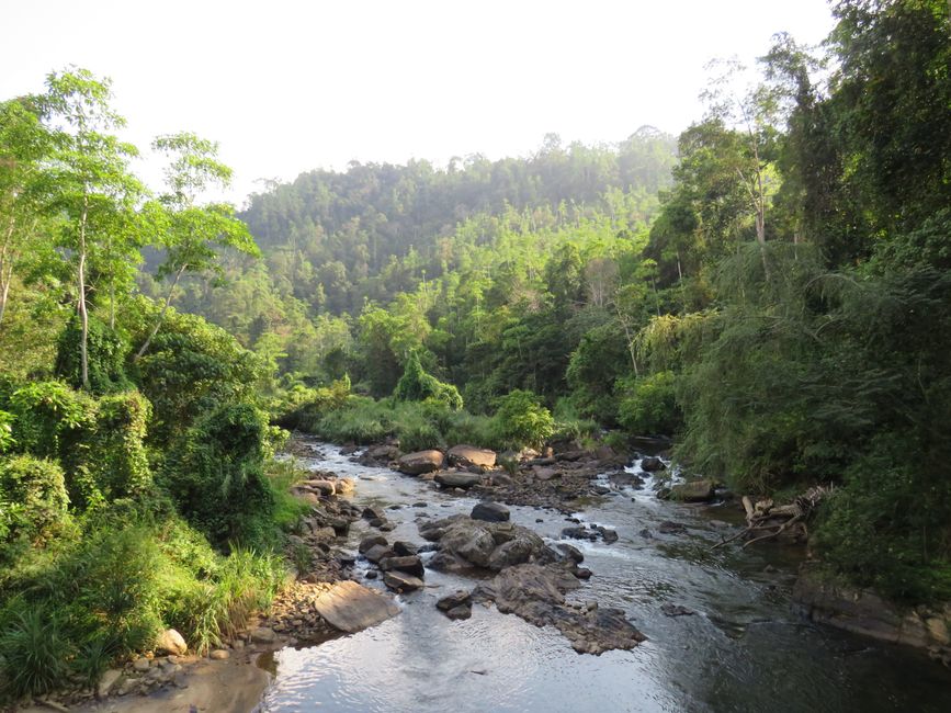 Sinharaja - l'ultima foresta pluviale dello Sri Lanka