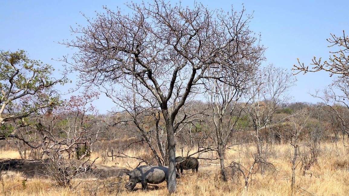 Simbabwe / Botswana 2024