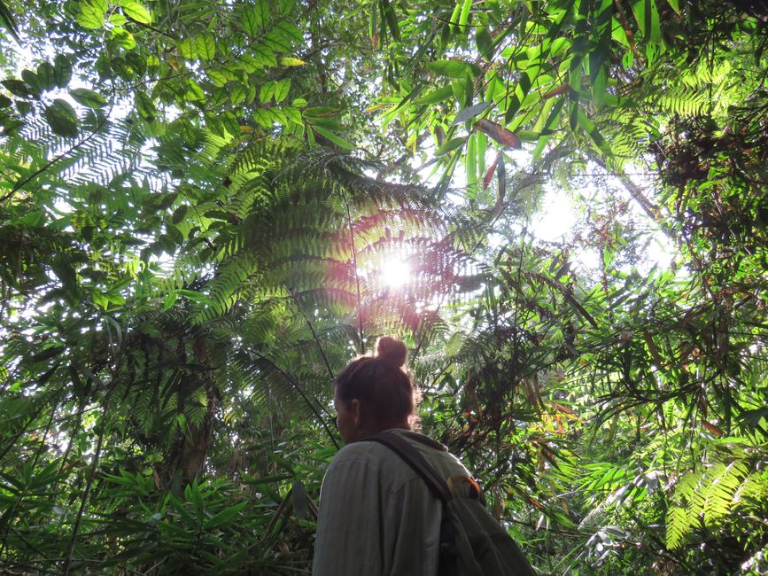 Sinharaja - l'ultima foresta pluviale dello Sri Lanka