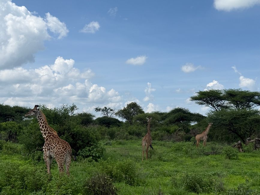 Amboseli und Tsavo West