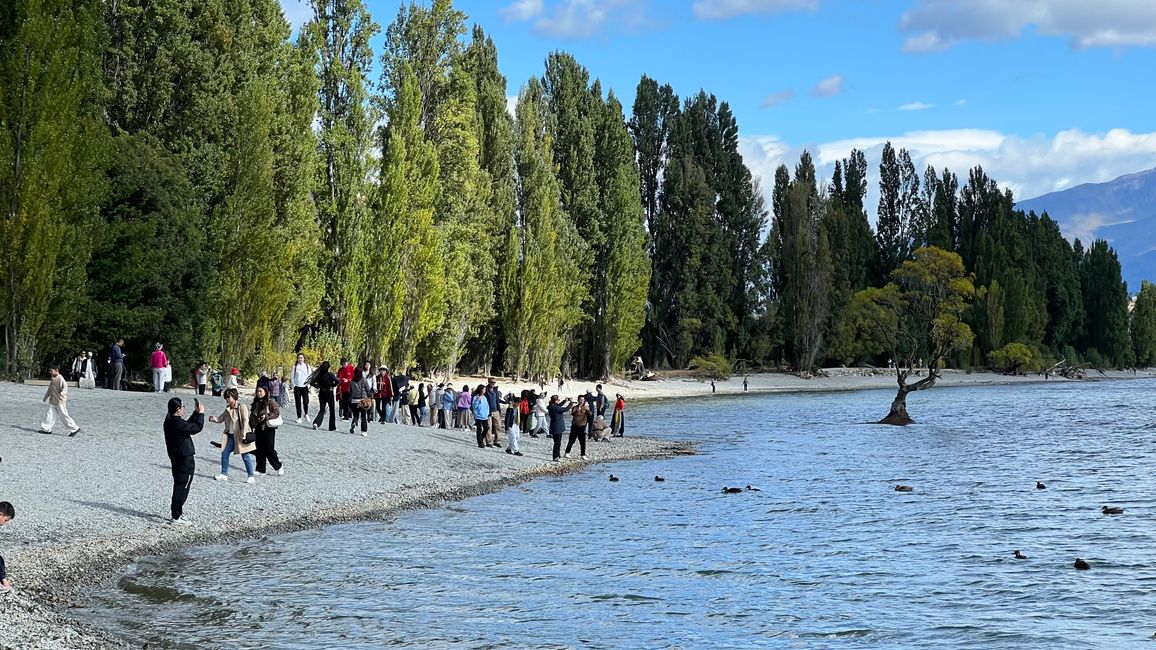 Lake Wanaka - Menschentraube am berühmten Baum