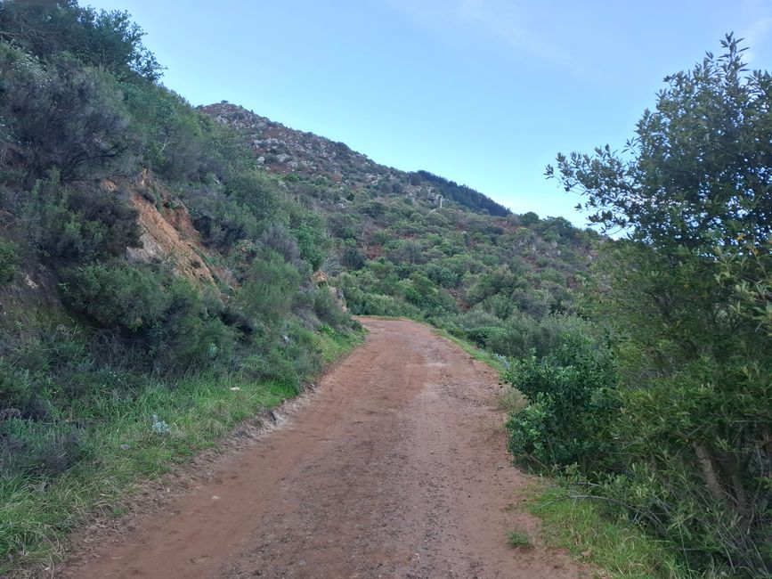 Sendero Constantia y bosque de Newlands