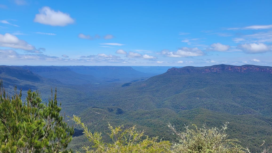 Blue Mountains – Eukalyptusbäume locken nicht nur Koalas an