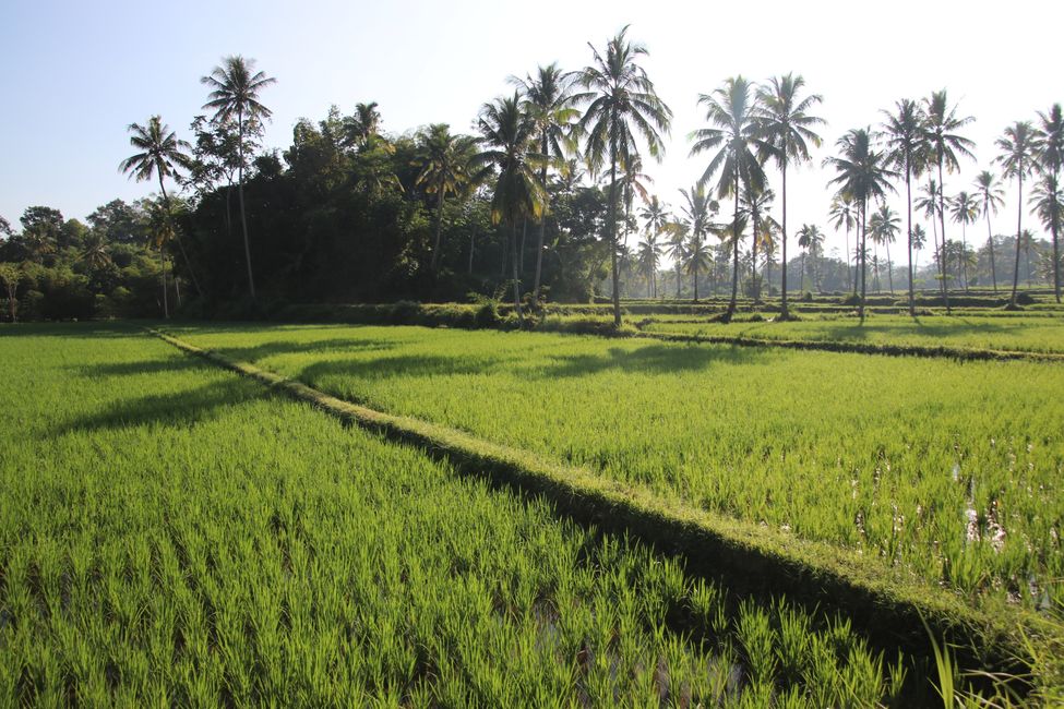 Etiqueta 9: De Java a Bali