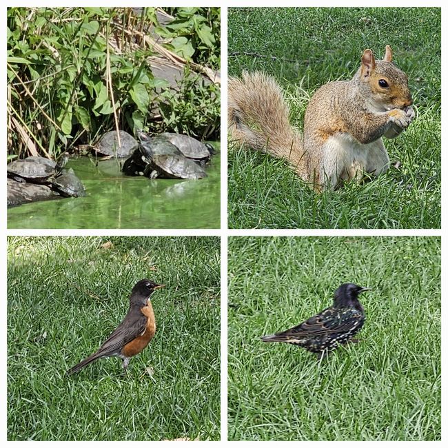 Tiere im Central Park 