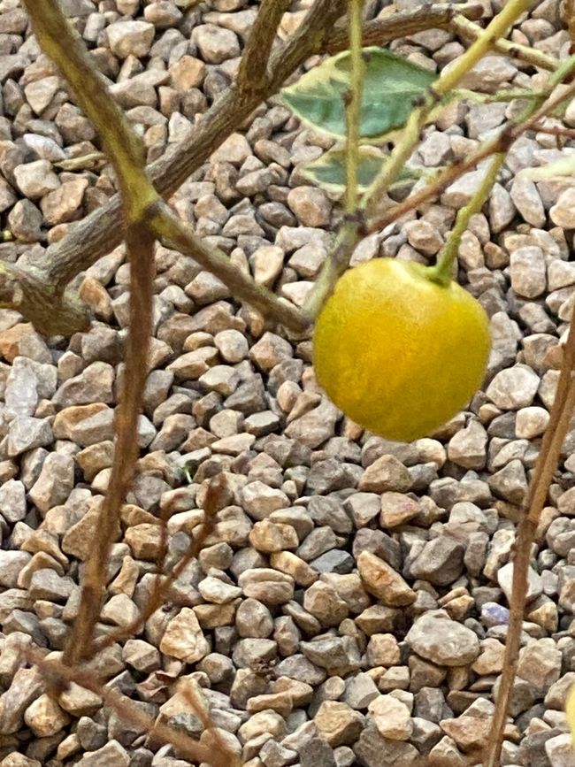 Leider kein Schild am Stamm