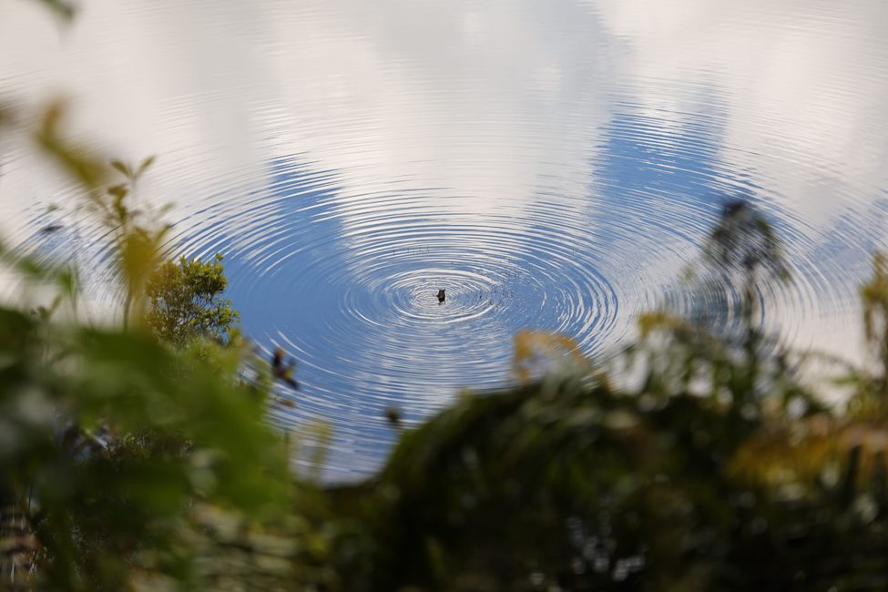 West Coast bis Jackson Bay