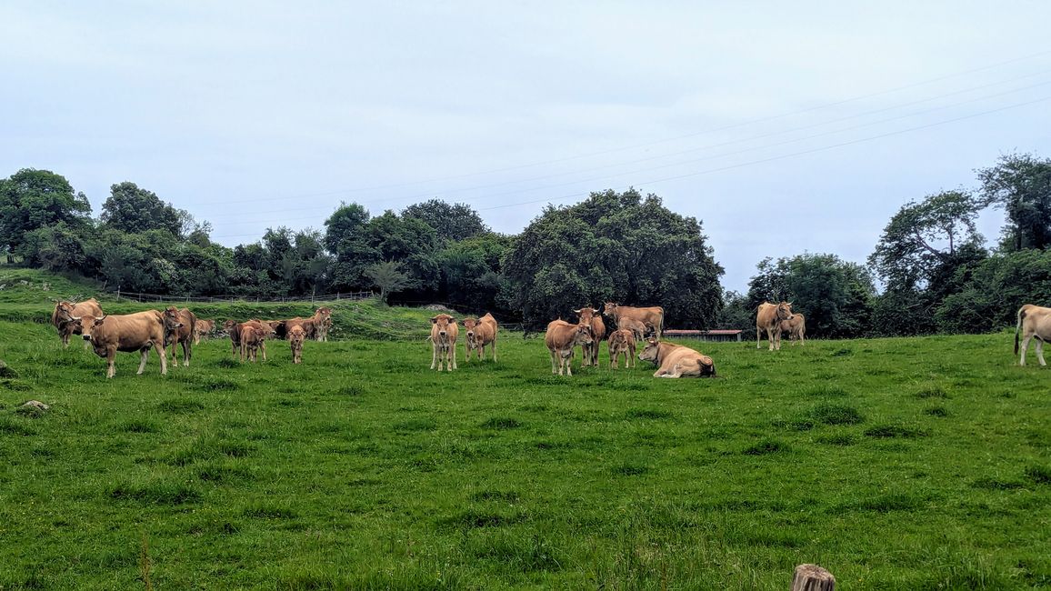 12. Etappe Camino del Norte von Pendueles nach Barro