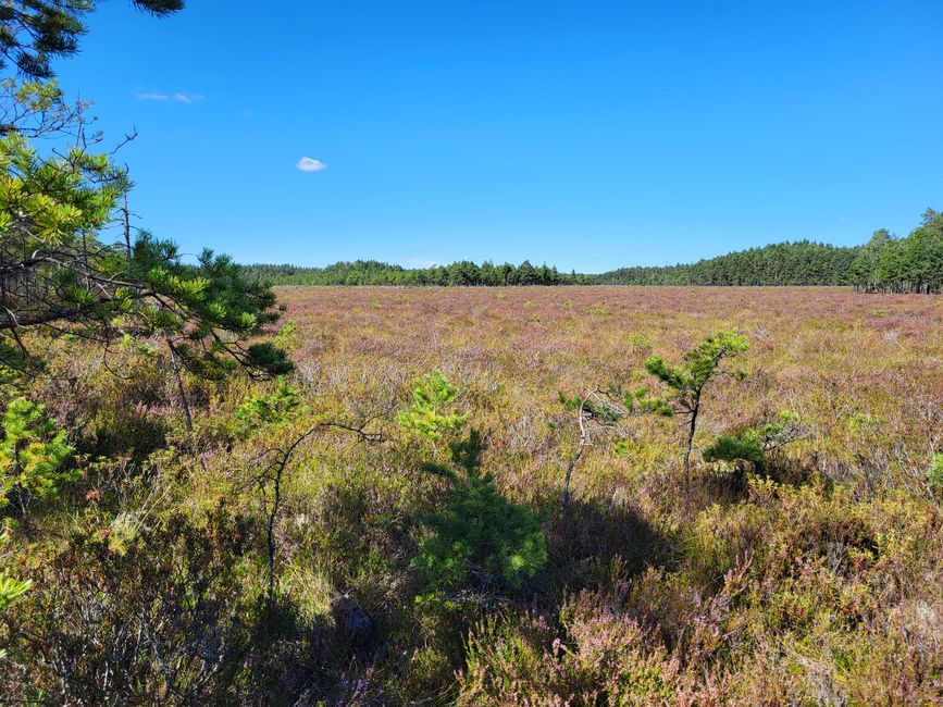 Sentier Toftåsa Moor - Parc national d'Åsnen