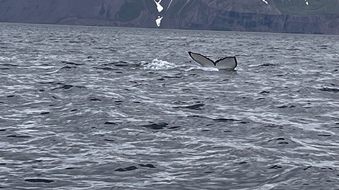 Whale Watching