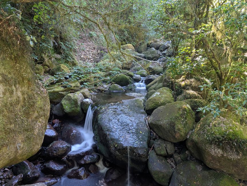 Wairere falls & Te Waihou walkway