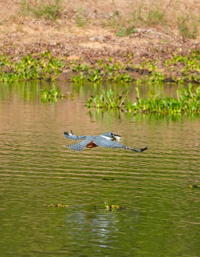 Excursión en barco en el Pantanal