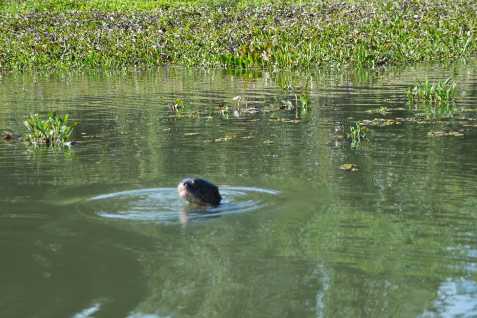 Excursión en barco en el Pantanal