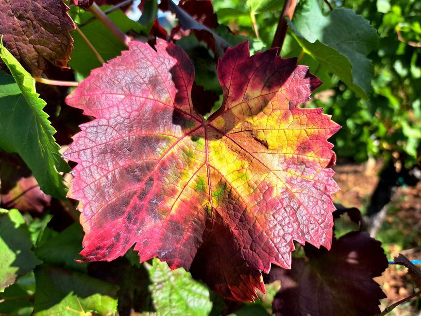 Hexenwerk am Bollenberg