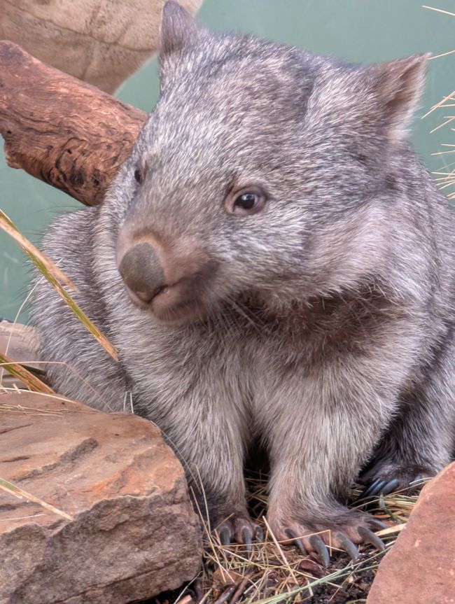 Wombats