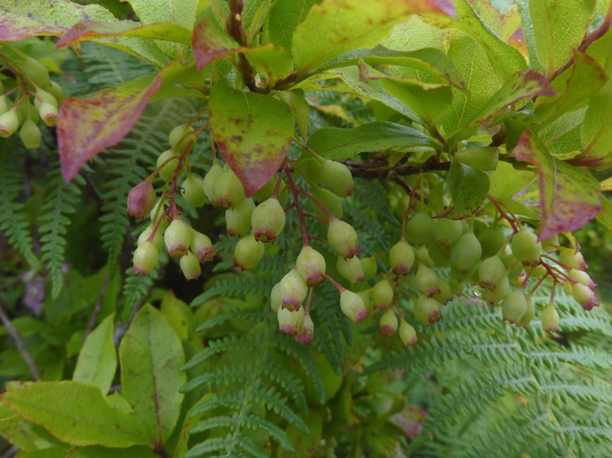 Blaubeeren 
