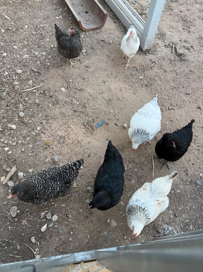 Hühner auf dem Hof/ chickens on the farm