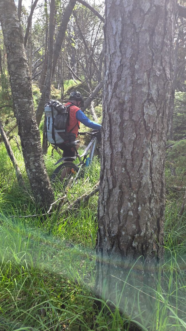 Esel mit Bike am Waldlehrpfad