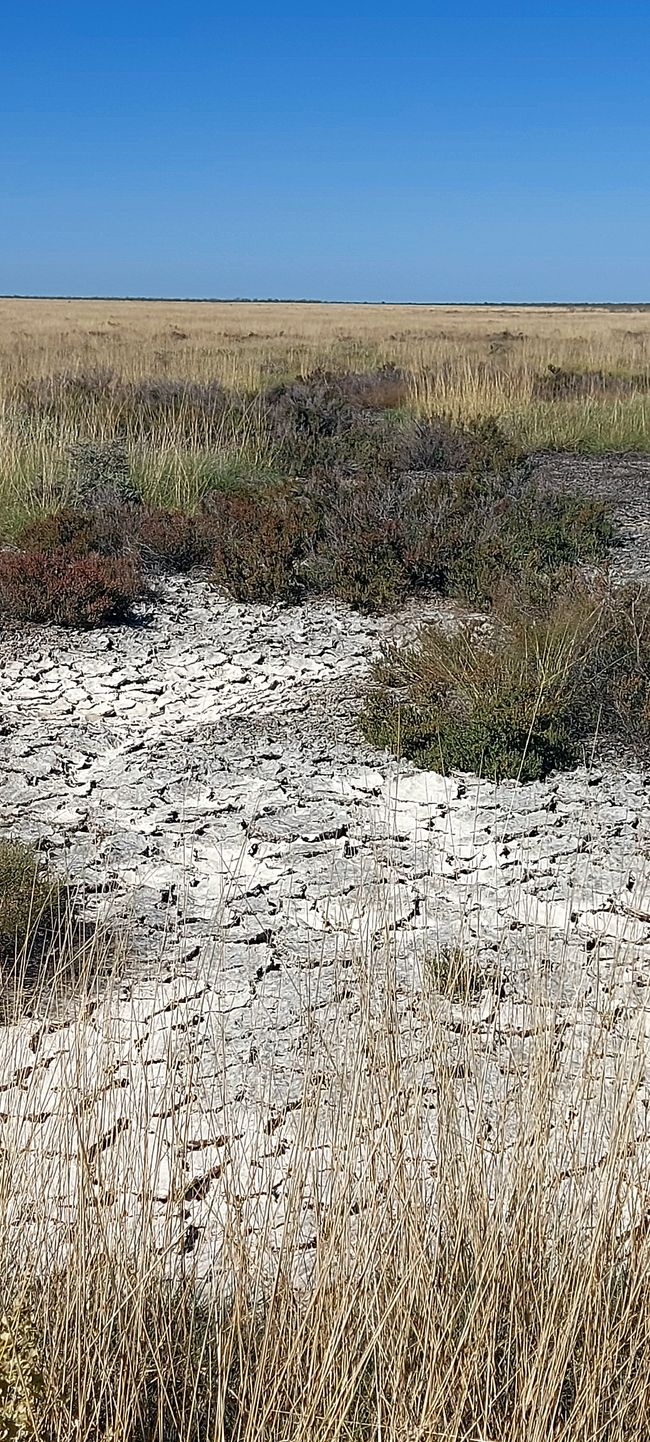 Im Etosha Nationalpark