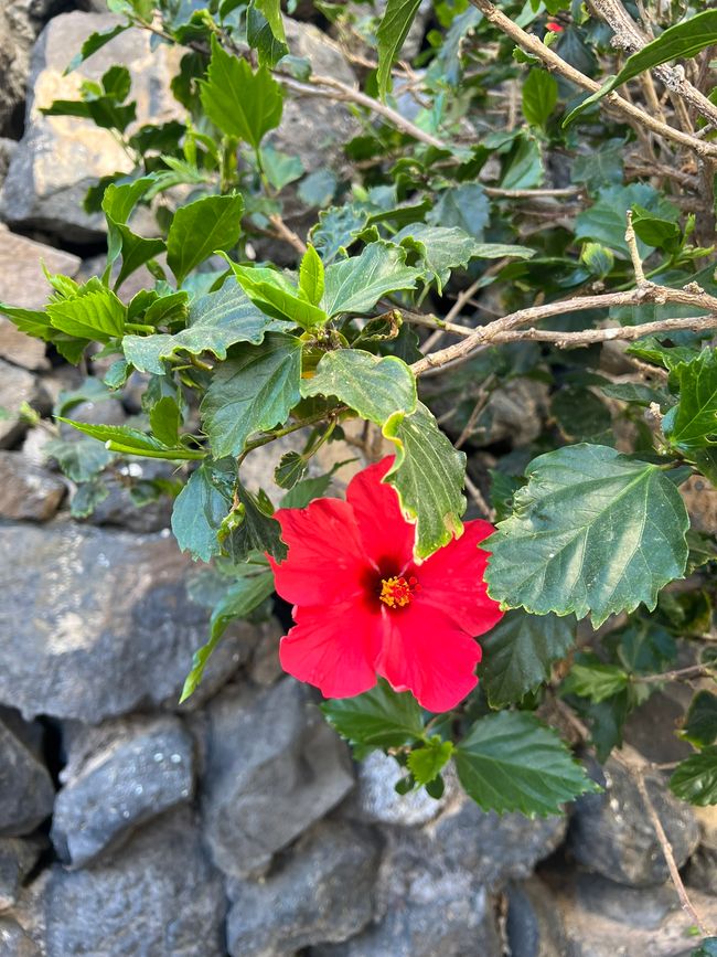 Hibiskus