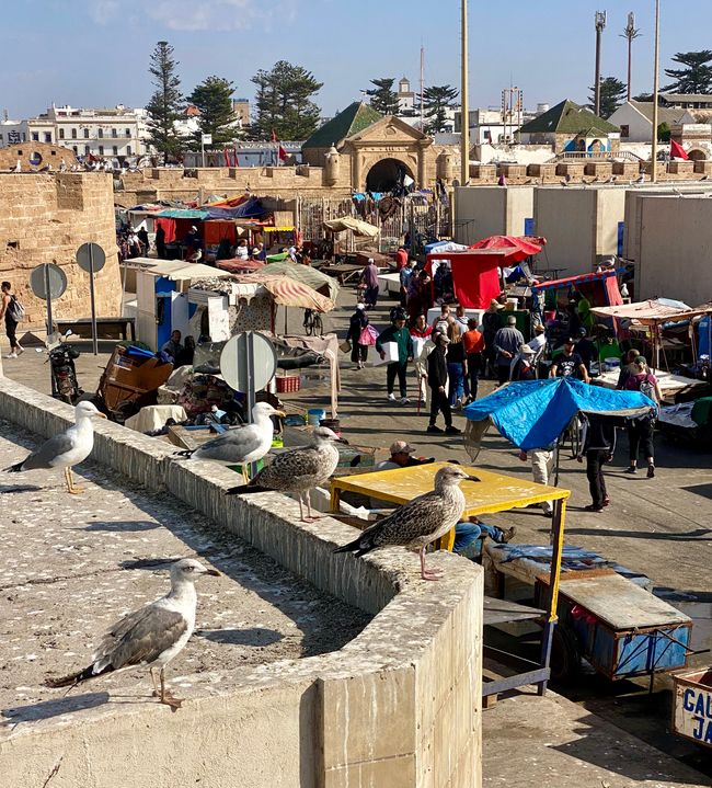 Marruecos #4: Marrakech, rockin '60, de vuelta al mar y una decisión