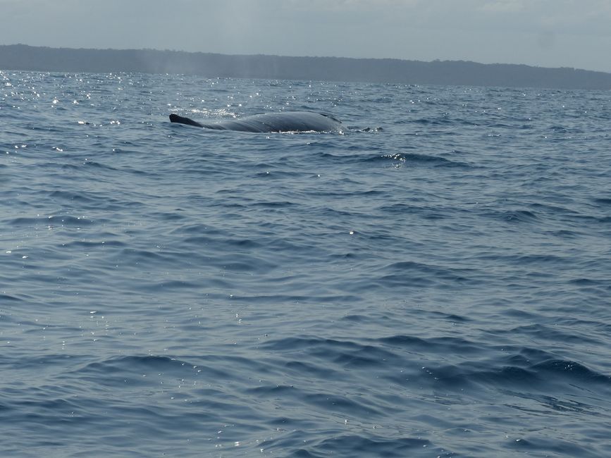 Brasil, Observación de Ballenas