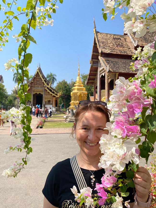 Tag 7 - Chiang Mai Tempel und mehr