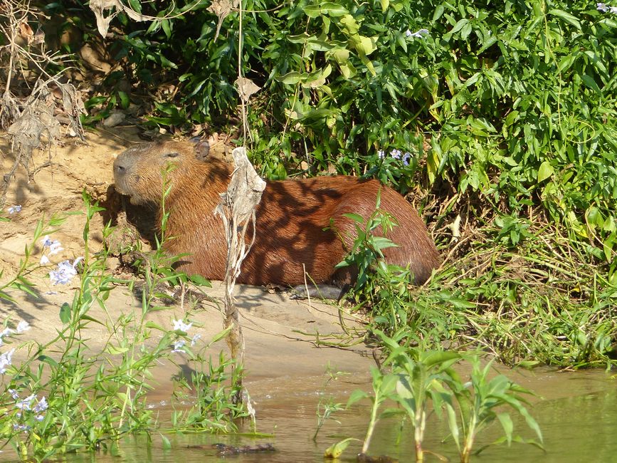 Brasil Pantanal crucero fluvial