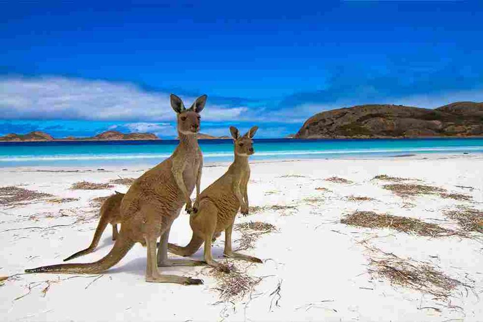 Nach Adelaide geht es zur Kangoroo Island. Ein weiteres Reservat und Muss in Australien
