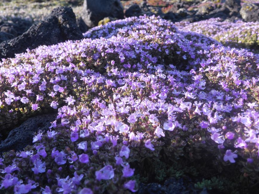 Der Bergthymian leuchtet und duftet