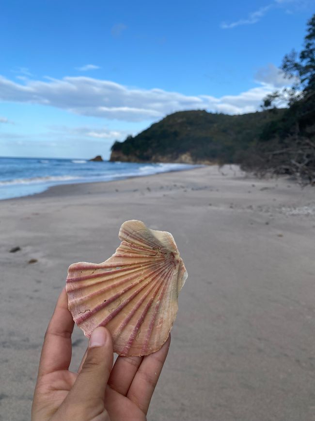 Coromandel loop