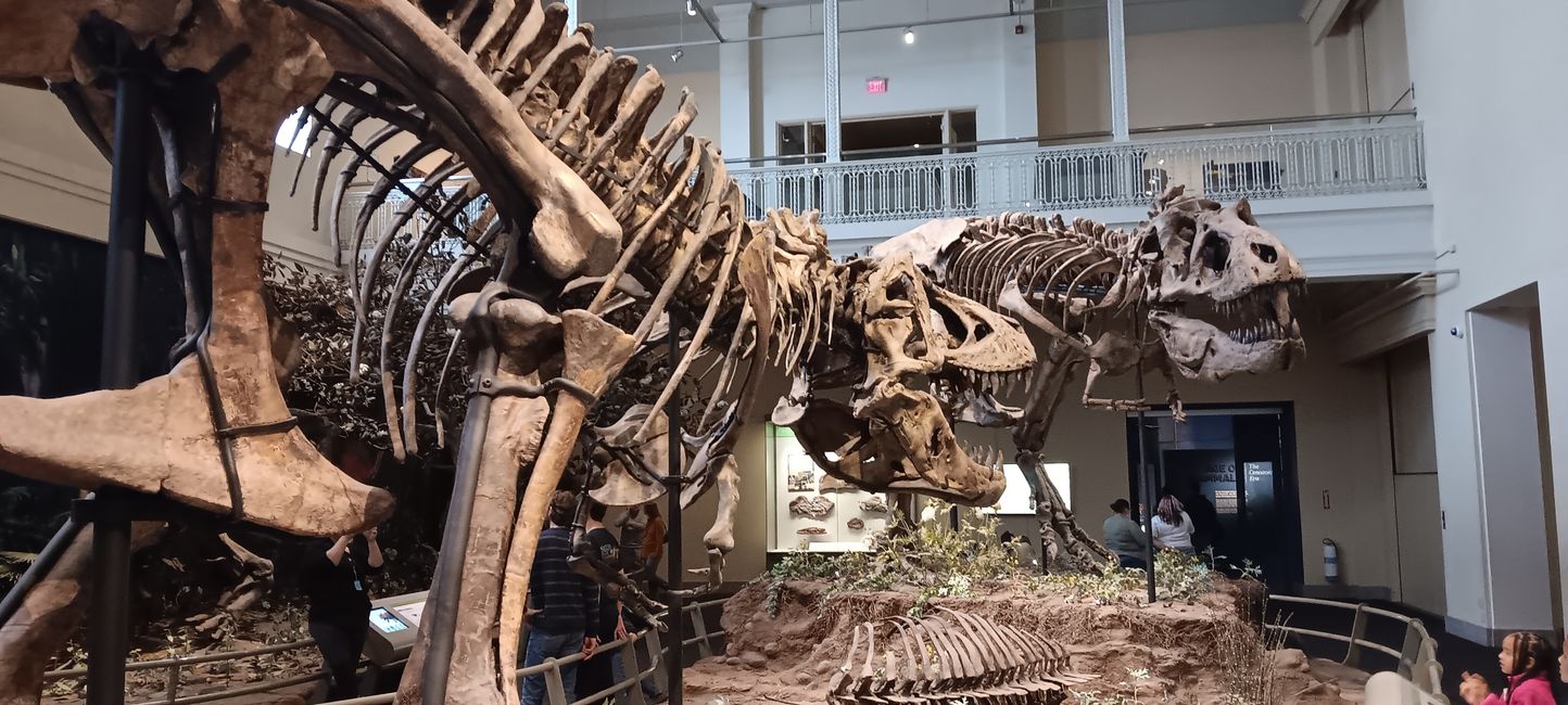 Museum of Natural History I