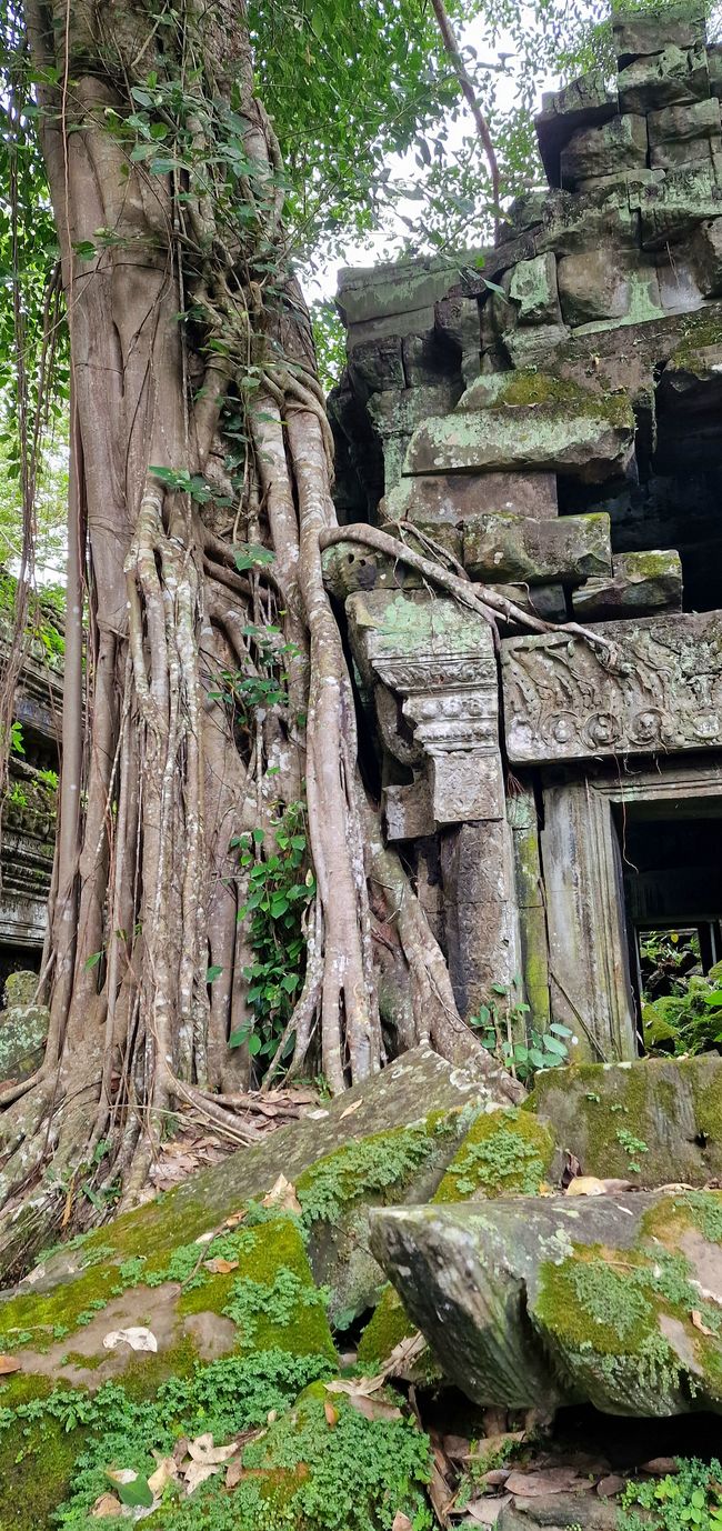 Baphuon und Ta Phrom - Himmelsleiter und himmlischer Ort
