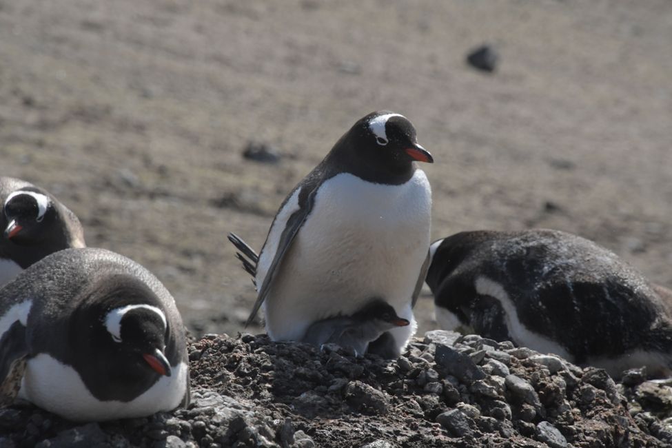 Eselspinguine mit Küken / Gentoo penguins with chicks