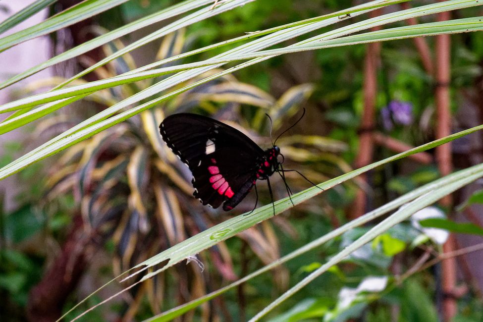 Parc Floral de La Source
