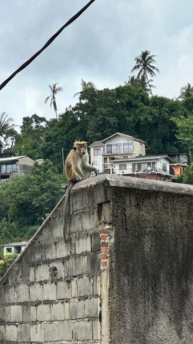 Aufbruch nach Sri Lanka