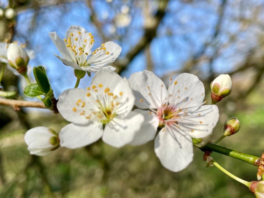 Flores, a donde mires: La naturaleza ha terminado su letargo invernal.