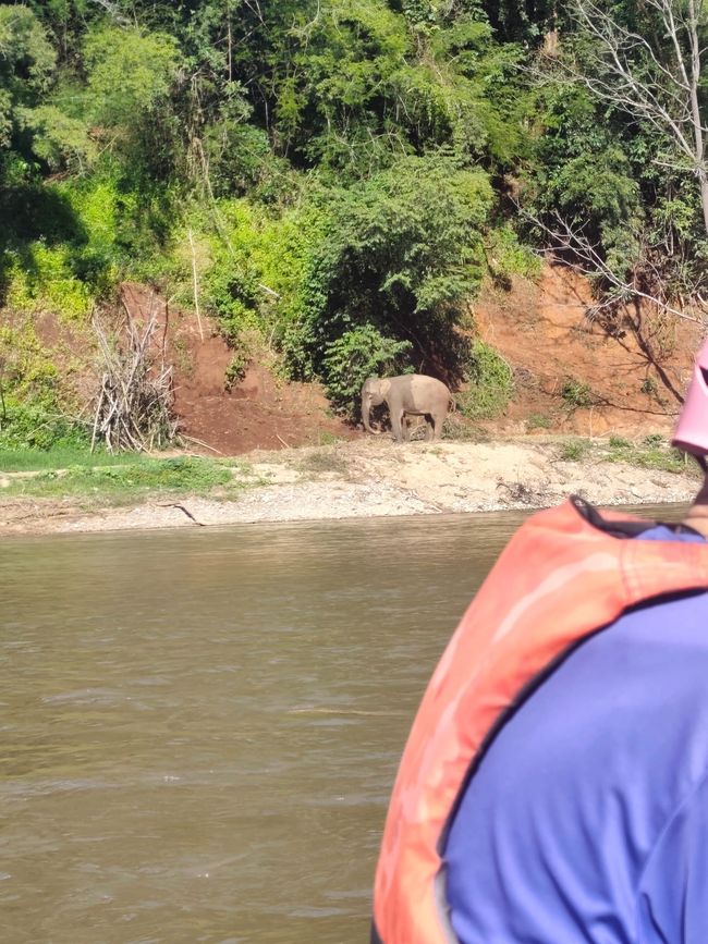 PARTE 4 – ¡ELEFANTES!!! 🐘