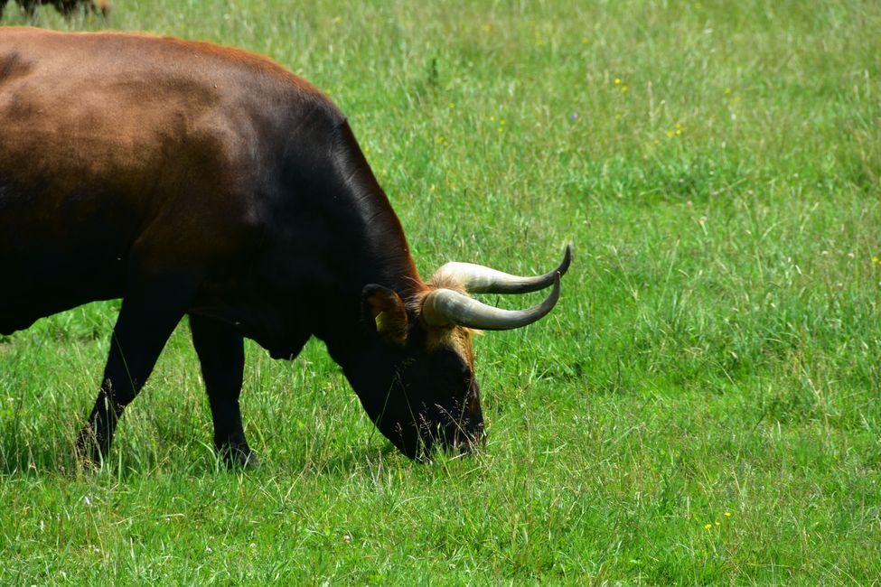 * * * S E C H T A S A F A R I - der Auerochsenweg
bei Bopfingen * * *